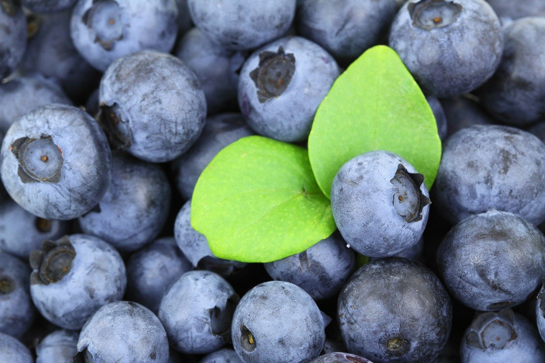 Blueberry Benefits 101