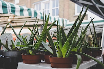 Aloe Vera Gel FTW